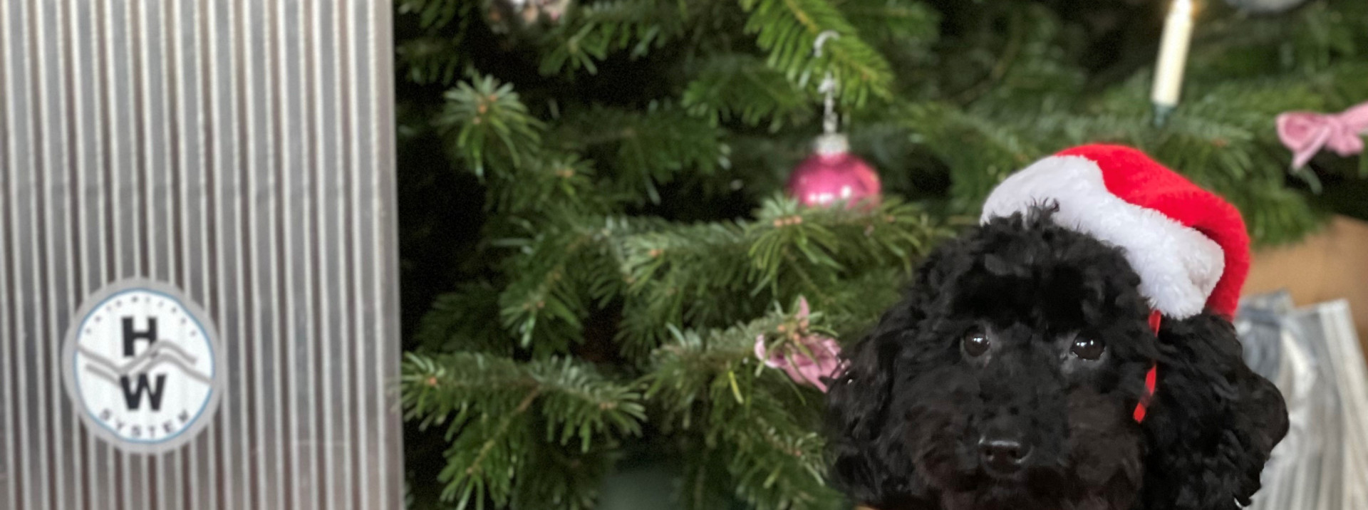 Frohe Weihnachten und einen guten Rutsch ins neue Jahr 2025 